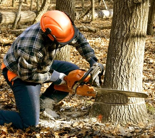 Tree Removal in Richmond, VT